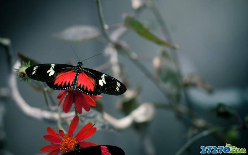 高清描写美丽蝴蝶