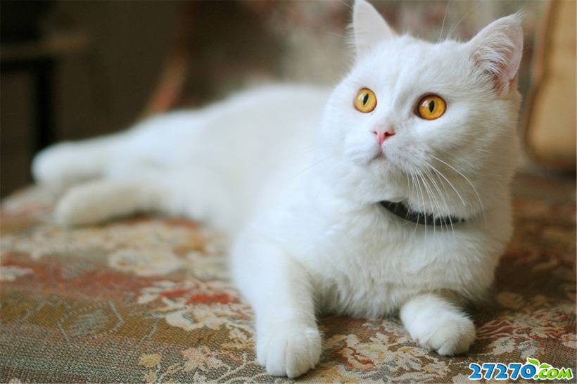 白色可爱小猫咪图片
