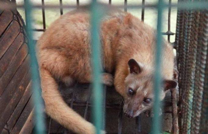 史上最贵的麝香猫咖啡