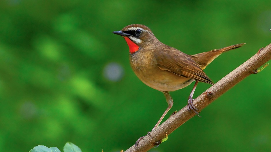 小型鸟类红点颏山林特写图鉴