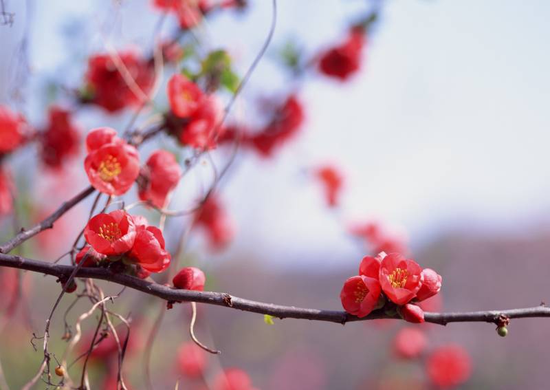 生机勃勃的春天美景图片