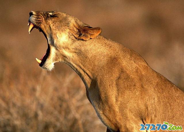 森林之霸 狮子的活动