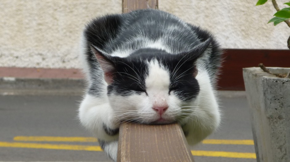 顽皮搞怪的小猫咪可爱壁纸图片