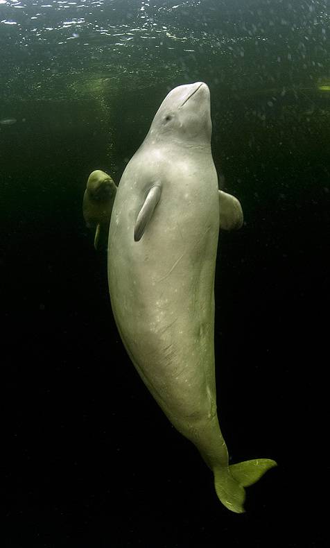 昔日冠军回归自然 俄美女冰下全裸戏白鲸
