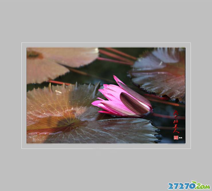 高清摄影：花中的睡美人——睡莲