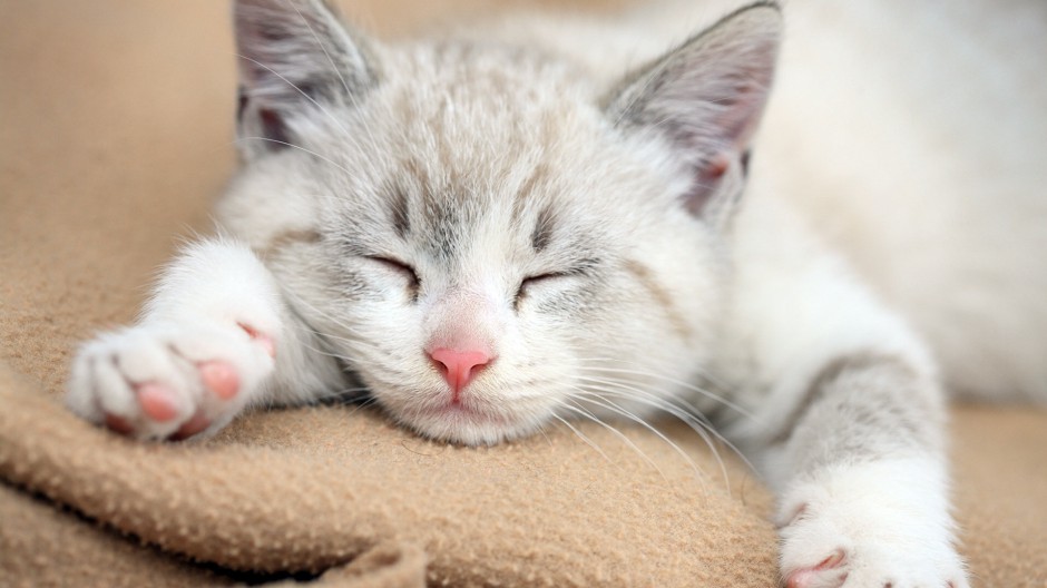 萌猫咪图片睡觉可爱素材