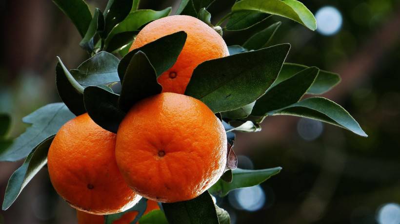 甜蜜爽口的橘子高清水果壁纸