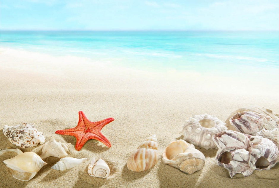沙滩上的海星贝壳风景图片