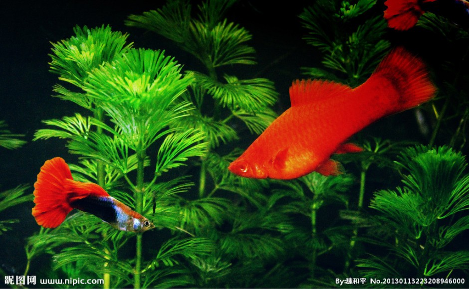 巴西红扇孔雀鱼图片美美哒