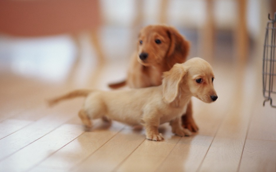 迷你腊肠犬可爱居家特写图片