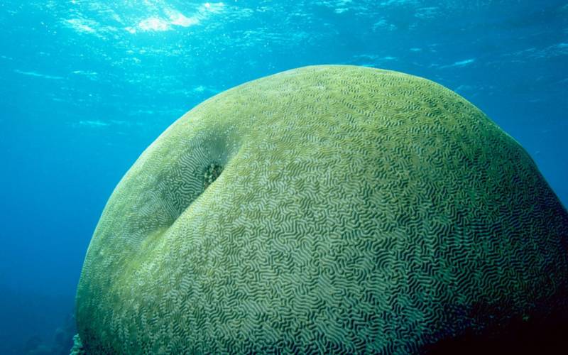 深海奇妙海洋生物浪漫高清壁纸