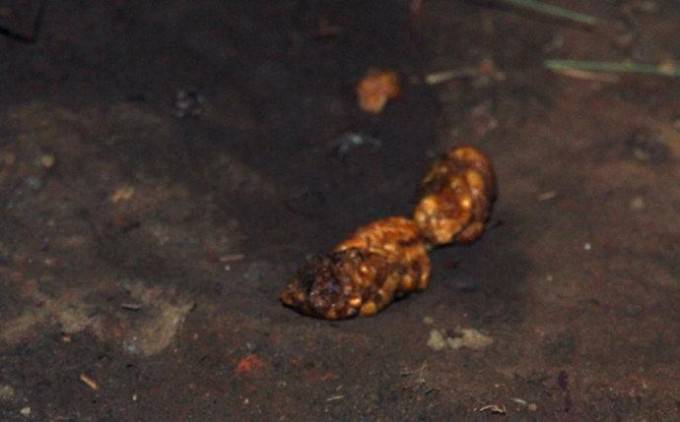 史上最贵的麝香猫咖啡