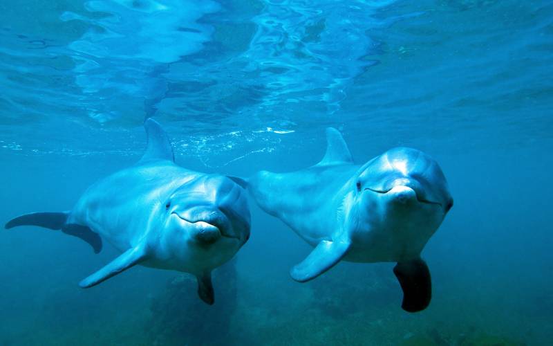 一对彼此相拥相随的海豚图片