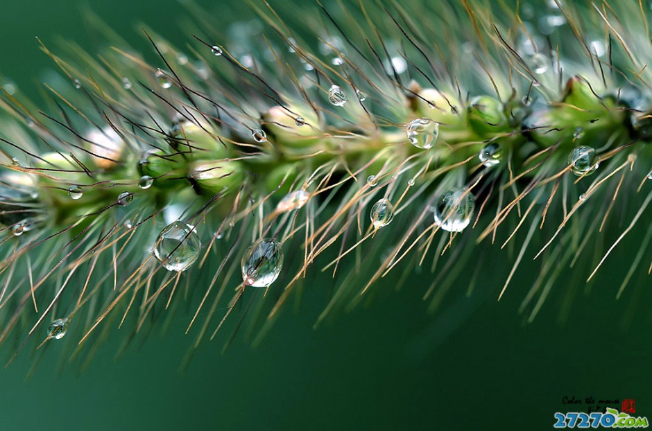 精美雨露高清摄影