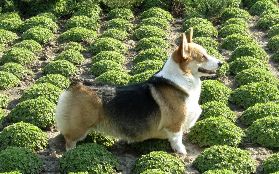 肉嘟嘟的小柯基犬图片