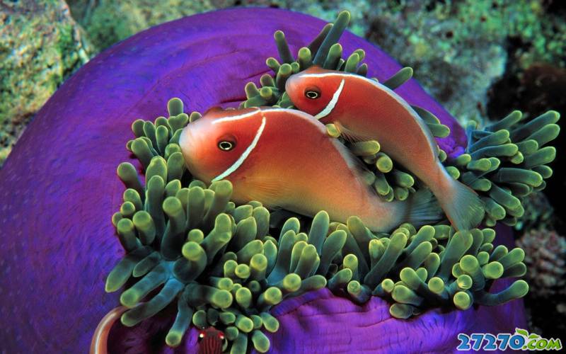 海底动物：热带鱼