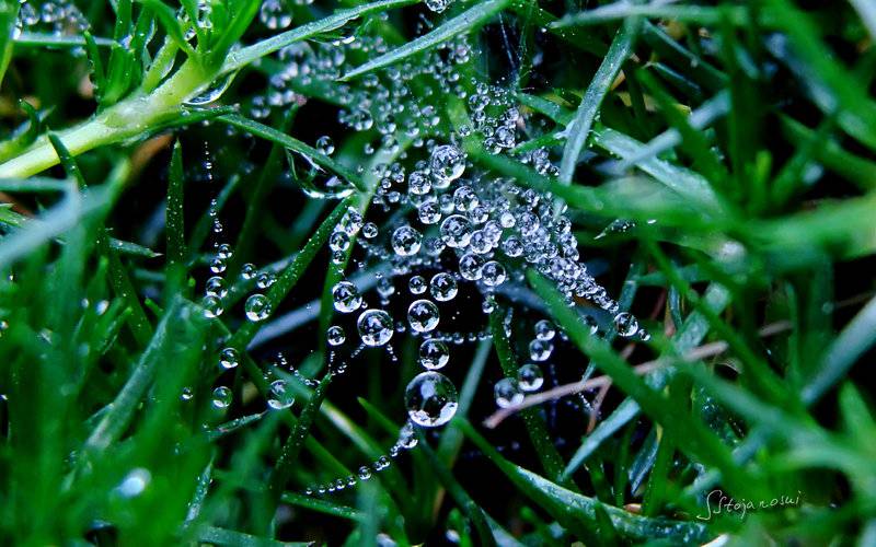 绿绿植物叶子上的雨滴与露珠