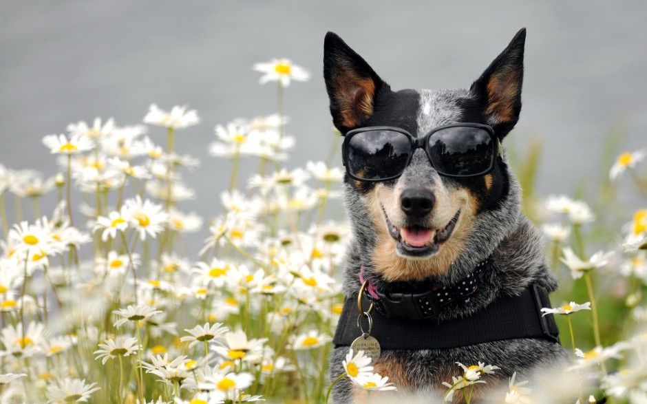 宠物狗狗澳洲牧牛犬图片集锦