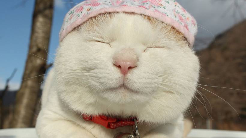 超萌戴帽子猫猫高清可爱图片