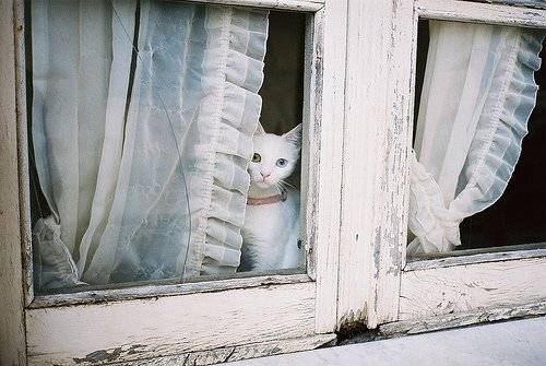 雪白猫咪纯洁可爱唯美图