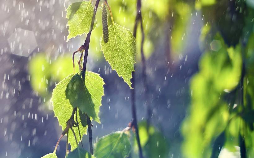 下雨天大自然清新唯美风景图片壁纸