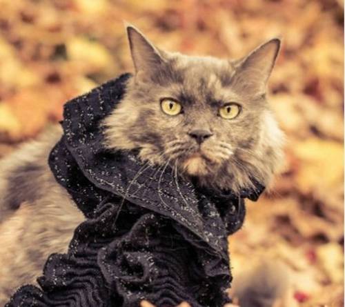 可爱猫咪冬日围巾温馨图片秀