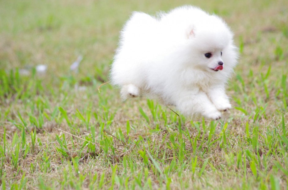 公园奔跑的白色博美犬图片