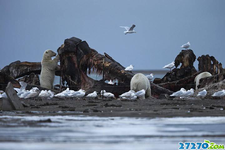 北极熊生存现状：气候变化构成致命威胁