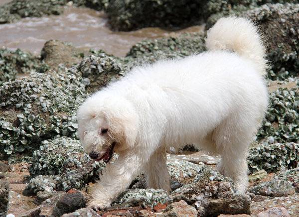 白色可蒙犬海边游玩图片