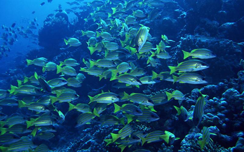 海底成群游过的鱼群图片
