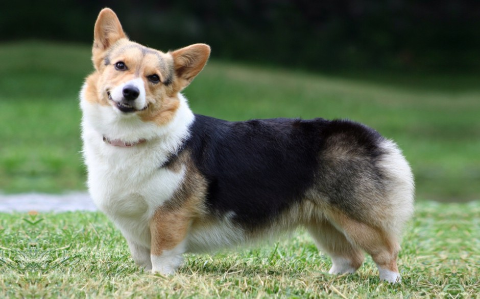 肉嘟嘟的小柯基犬图片