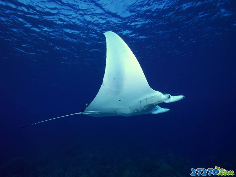 特写海底生物 海底的世界