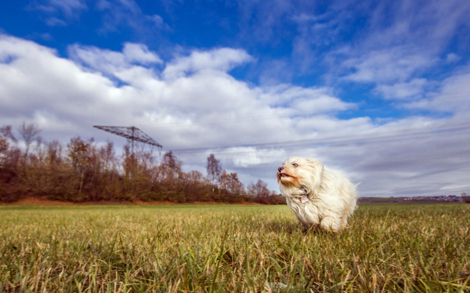 可爱宠物狗狗小哈瓦那犬写真壁纸