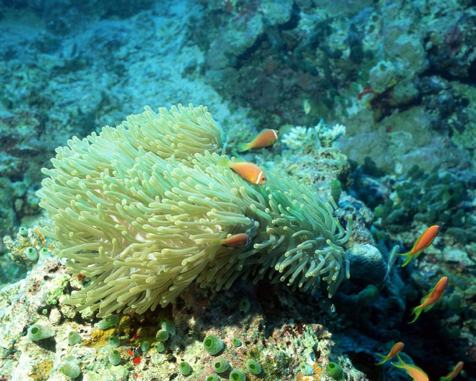 海底世界珊瑚风景图片壁纸