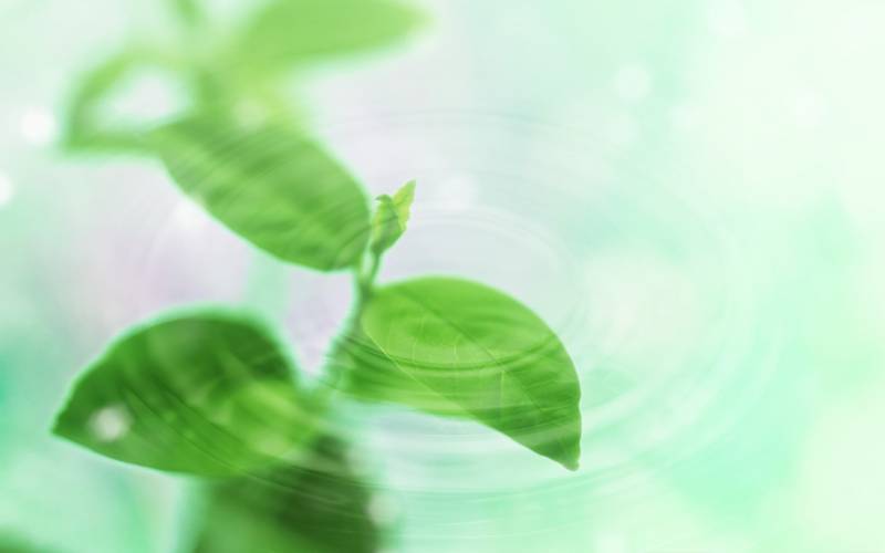 清新宜人的夏天绿色植物高清图片