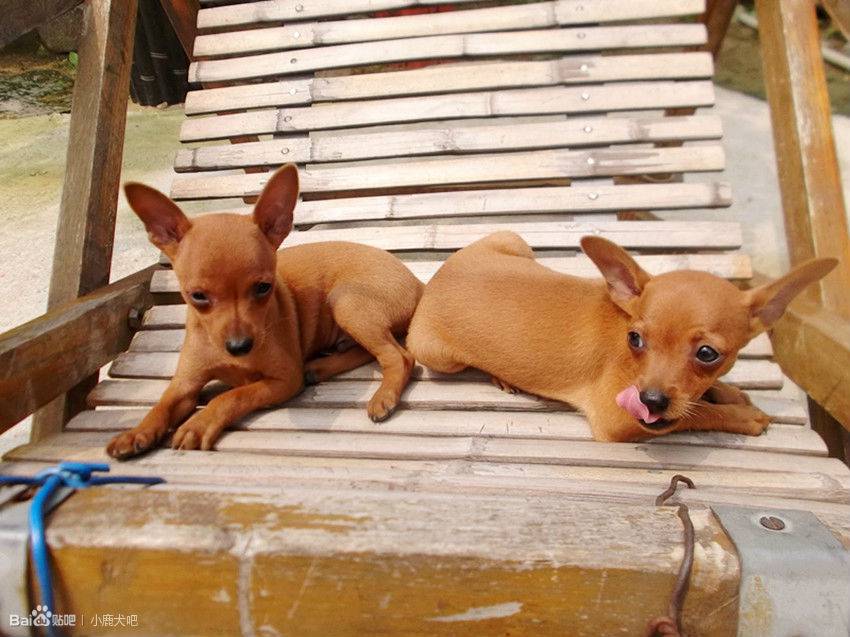 小鹿犬幼犬有爱互动图片