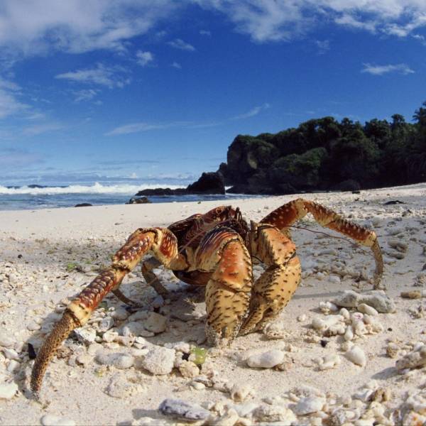 沙滩上横行无忌的螃蟹高清图集