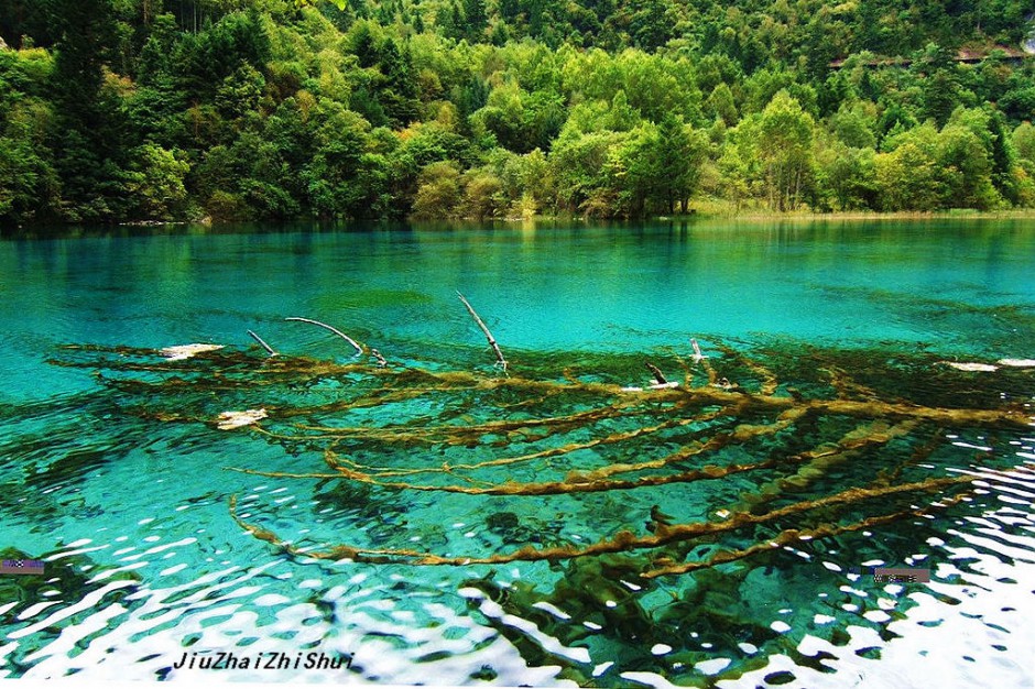 梦幻九寨沟水中森林