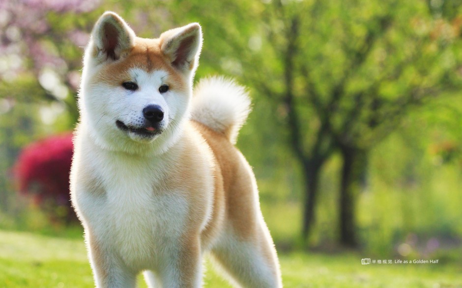 可爱萌宠秋田犬图片壁纸