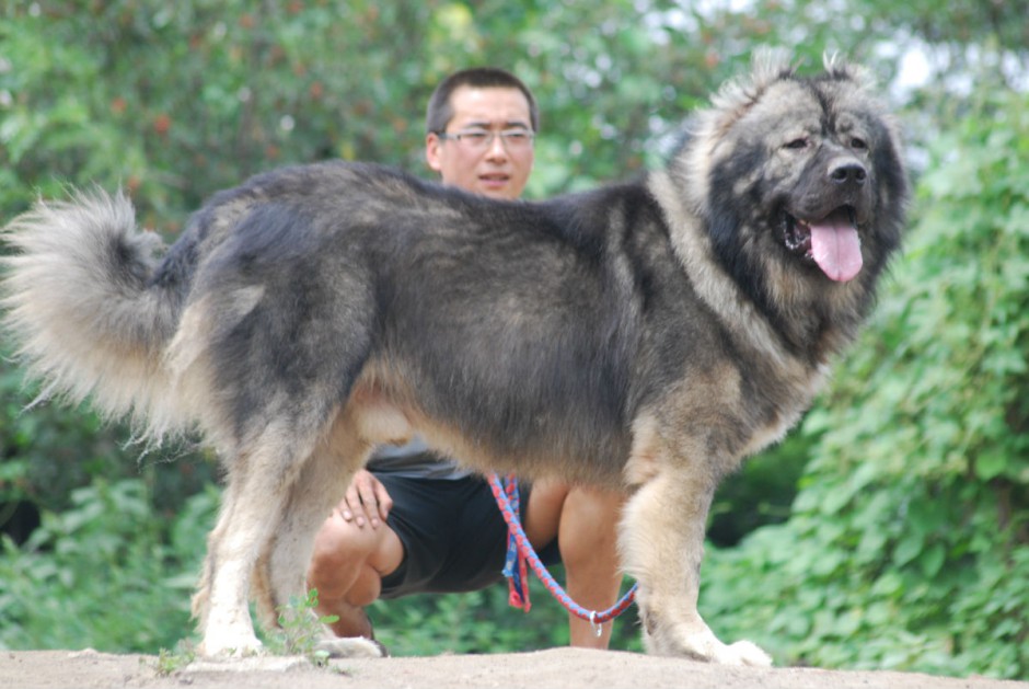 世界大型猛犬高加索犬图片