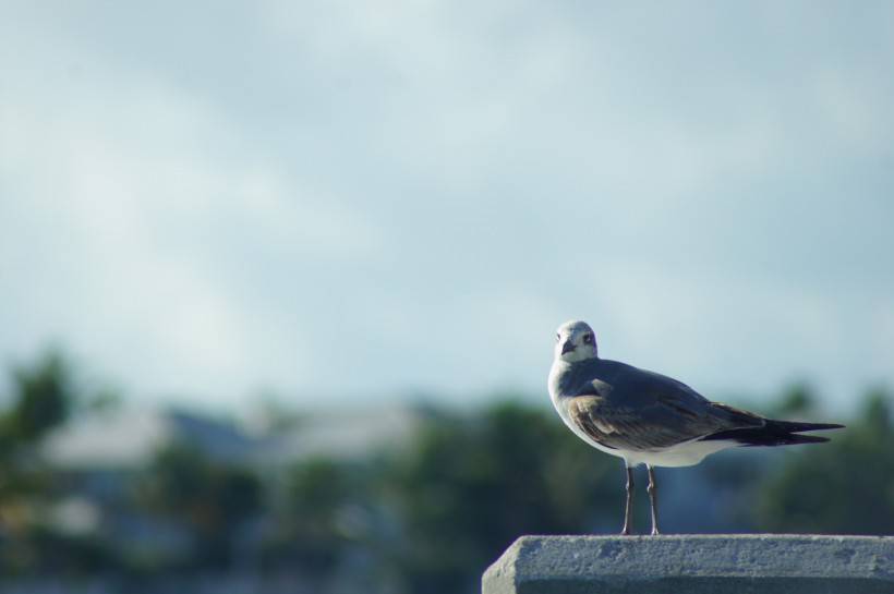 海鸟图片欣赏 停驻的海鸥高清特写
