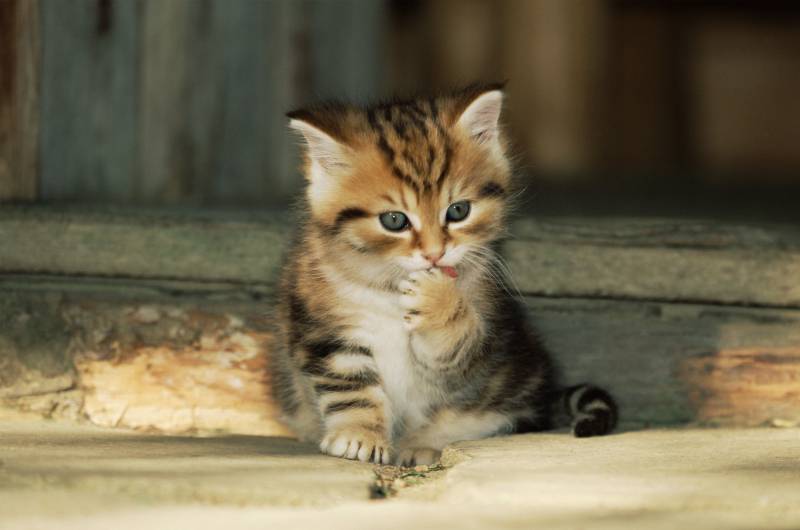 小猫咪与鱼写真桌面高清壁纸