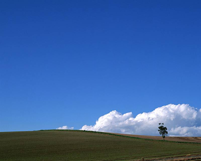蓝天白云下一望无际的麦田美景