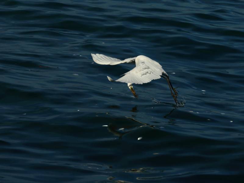 海上觅食的白鹭鸟类图片素材