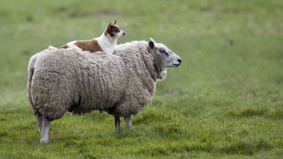 温顺可爱的澳大利亚绵羊图片