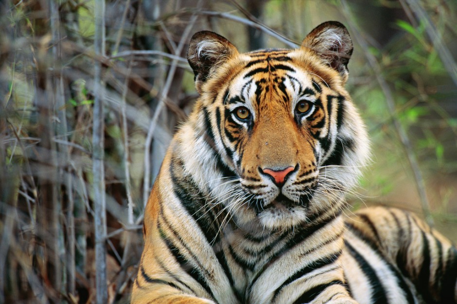 世界珍稀动物野生孟加拉虎图片