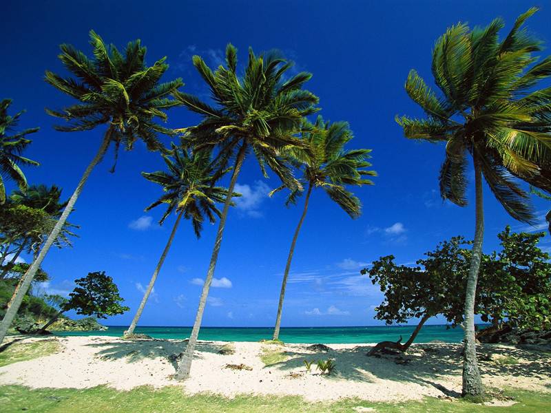 海滨沙滩椰林绿色唯美图片