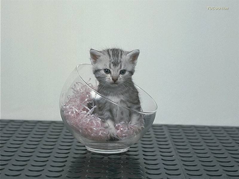 古灵精怪的小猫图片
