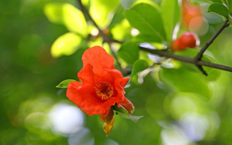 石榴树开满了花摄影图片
