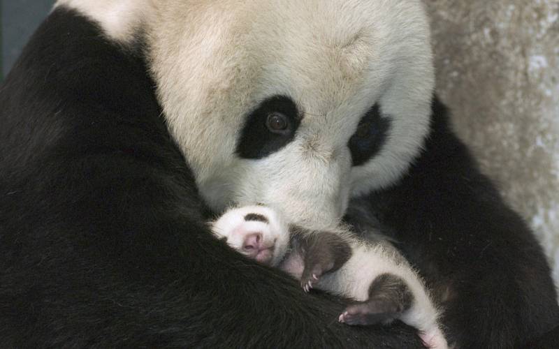 唯美可爱的熊猫高清图片